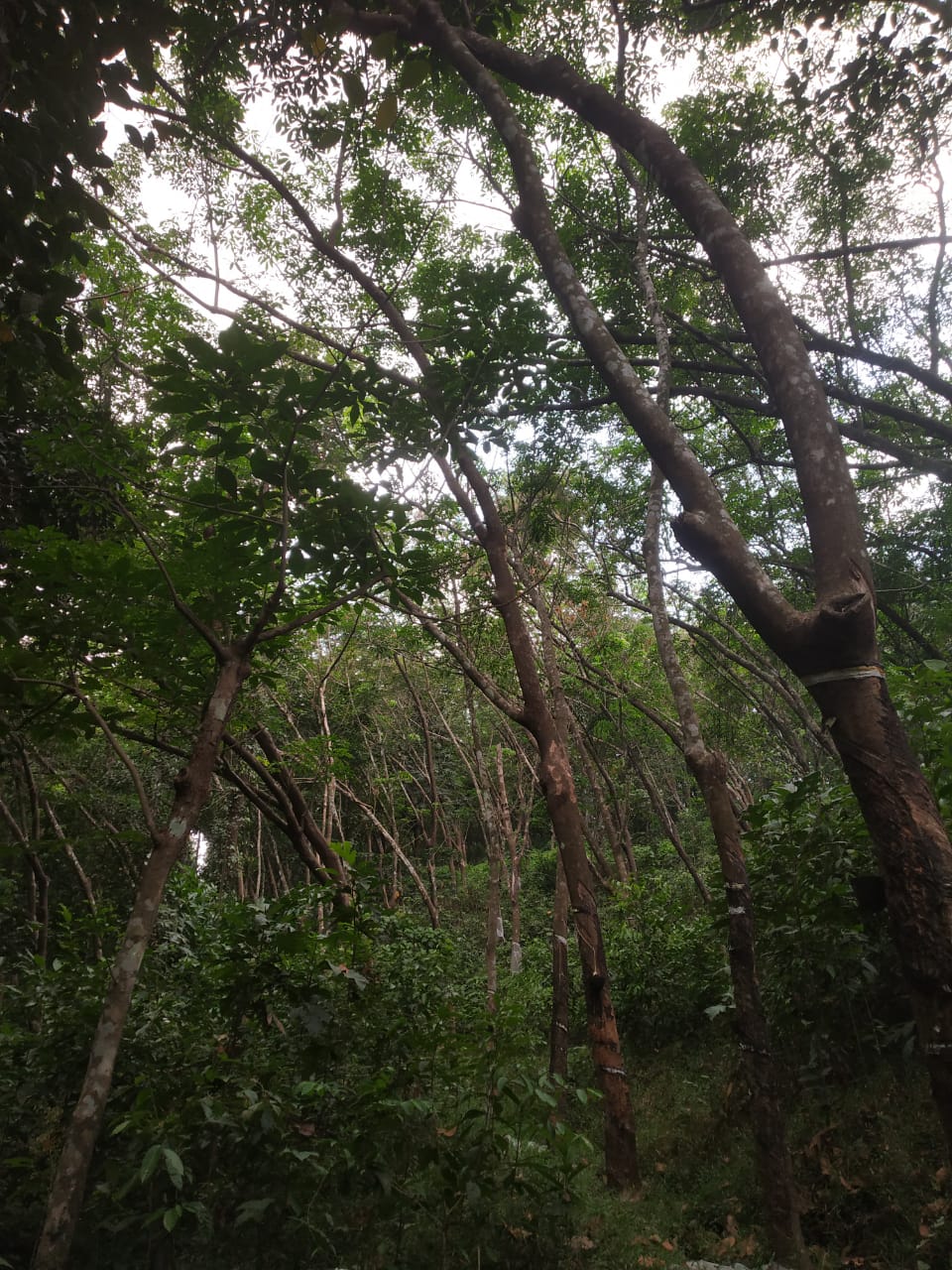 5.7 acres Rubber Estate For Sale at Eerood, Kodencherry Panchayat, Kozhikode , 9496205128