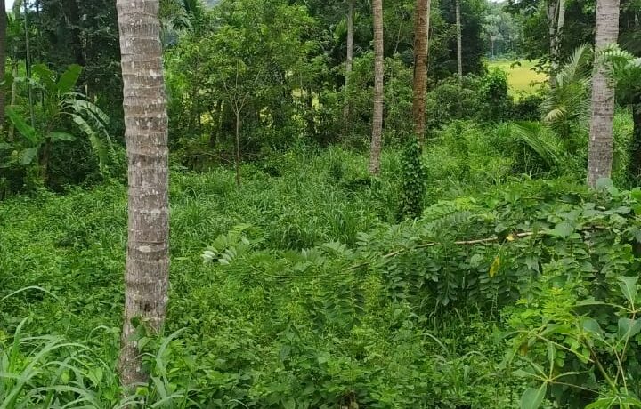 land photo 2